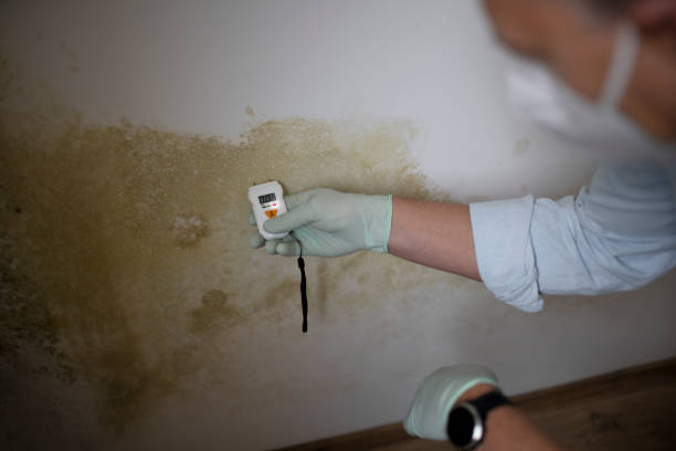 Best Mold Remediation for Specific Building Types in Arnold, MD