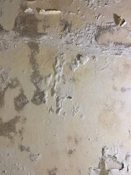 Best Black Mold Remediation in Arnold, MD