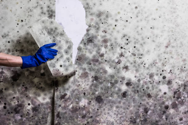 Best Emergency Mold Remediation in Arnold, MD